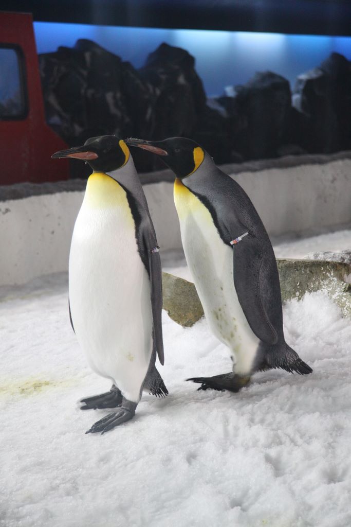 Penguins at Kelly Tarlton's Antarctic Encounter & Underwater World