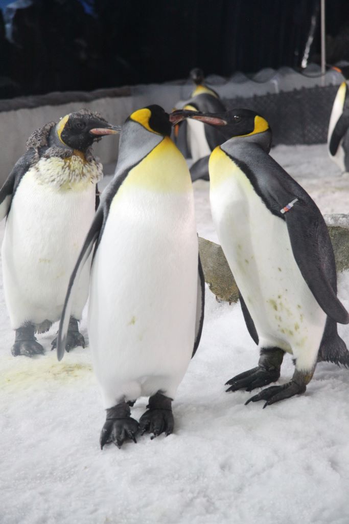Penguins at Kelly Tarlton's Antarctic Encounter & Underwater World