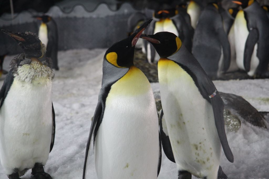 Penguins at Kelly Tarlton's Antarctic Encounter & Underwater World