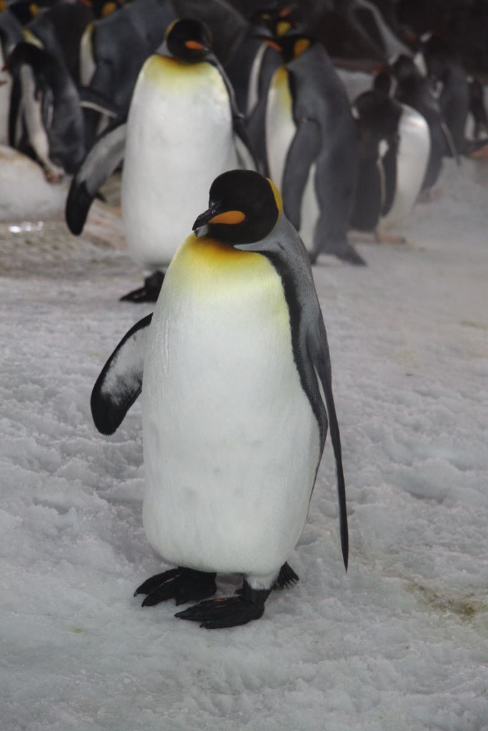 Penguins at Kelly Tarlton's Antarctic Encounter & Underwater World