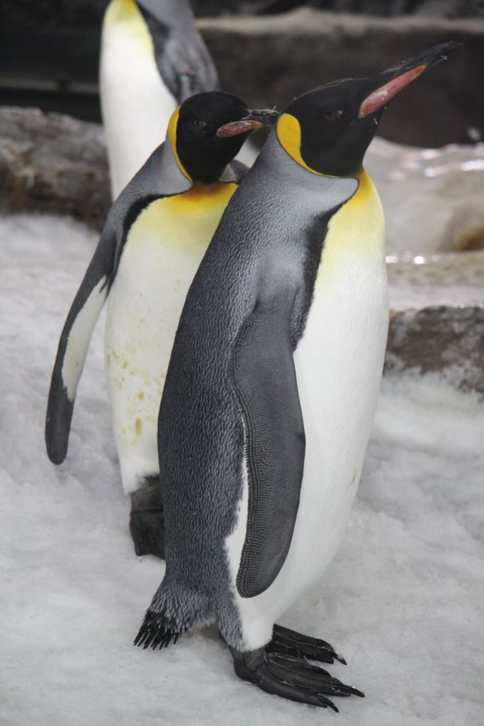 Penguins at Kelly Tarlton's Antarctic Encounter & Underwater World