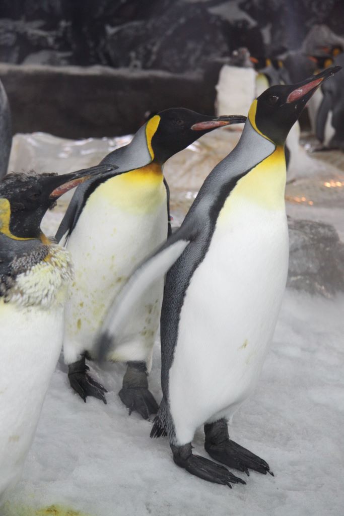 Penguins at Kelly Tarlton's Antarctic Encounter & Underwater World