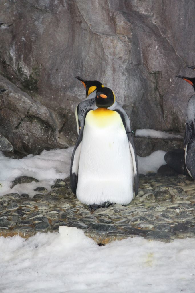 Penguins at Kelly Tarlton's Antarctic Encounter & Underwater World
