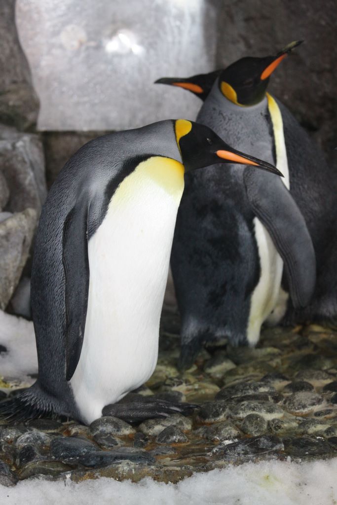 Penguins at Kelly Tarlton's Antarctic Encounter & Underwater World