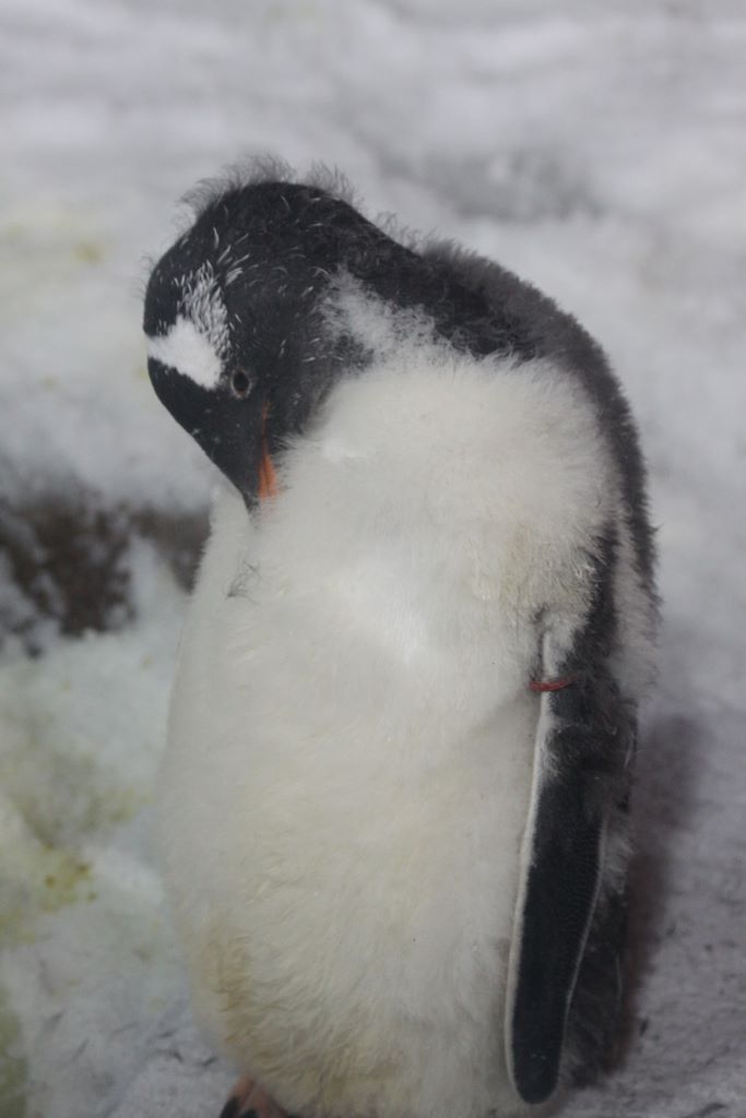 Penguins at Kelly Tarlton's Antarctic Encounter & Underwater World