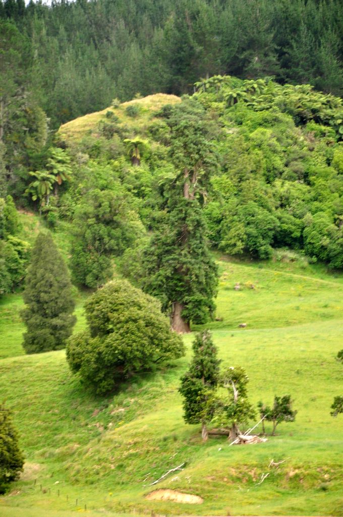 To Rotorua, New Zealand.