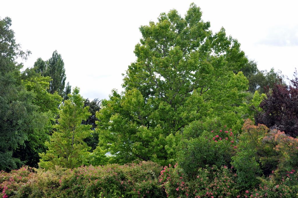 Wanaka, New Zealand.