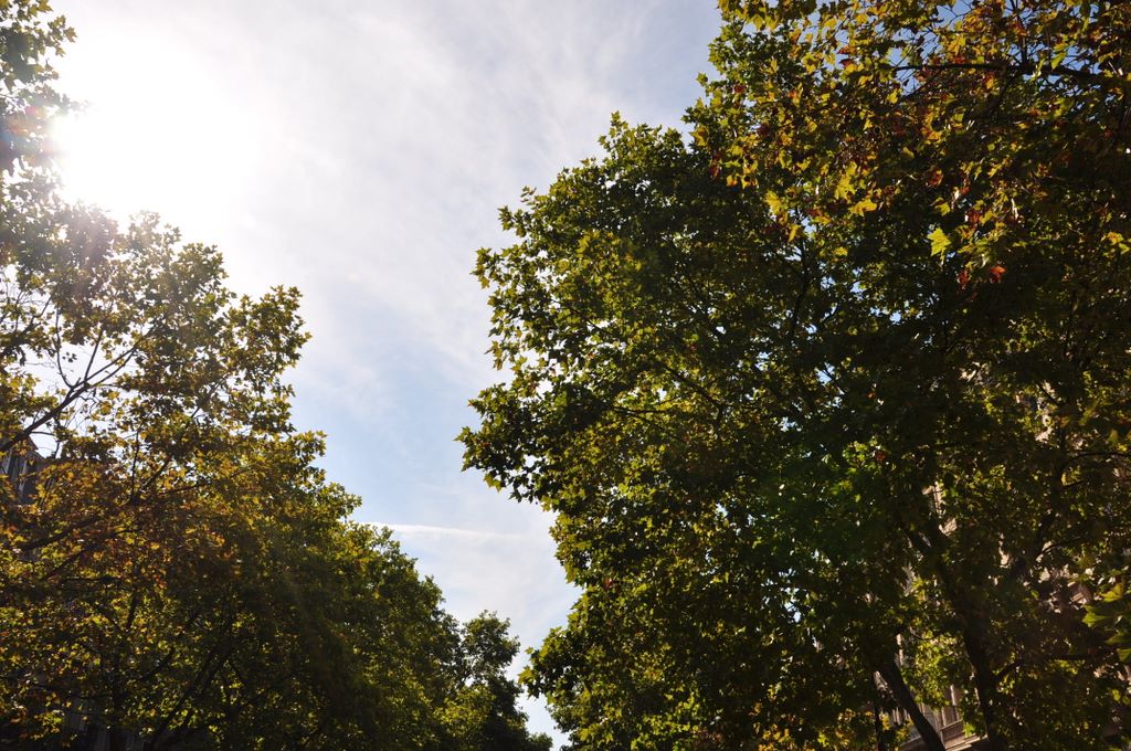 &nbsp;Avenue des Champs Elysees, Paris