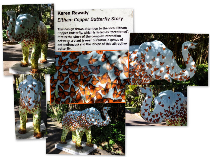 Eltham Copper Butterfly Story by Karen Rawady - Picture of the day were taken in the Royal Botanic Gardens, Melbourne, Victoria, Australia.