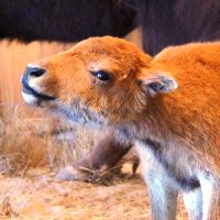 The Buffalo Bill Museum, Cody, Wyoming, United States.