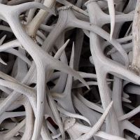 Jackson, Wyoming, USA.