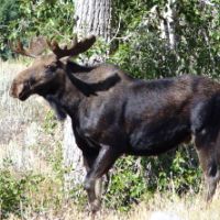 Jackson, Wyoming, USA.