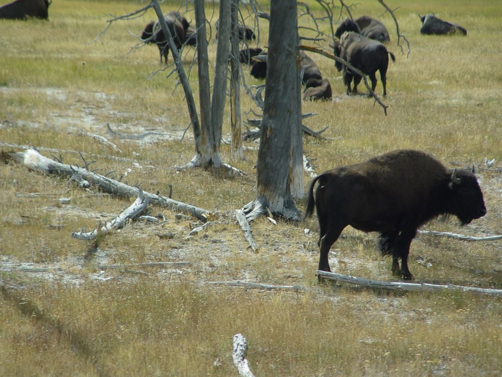 Yellowstone National Park, Wyoming, USA.