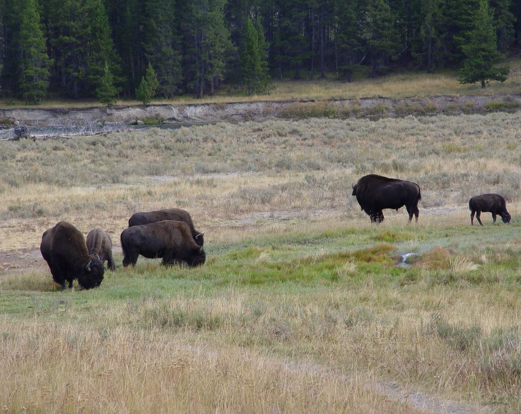 Yellowstone National Park, Wyoming, USA.