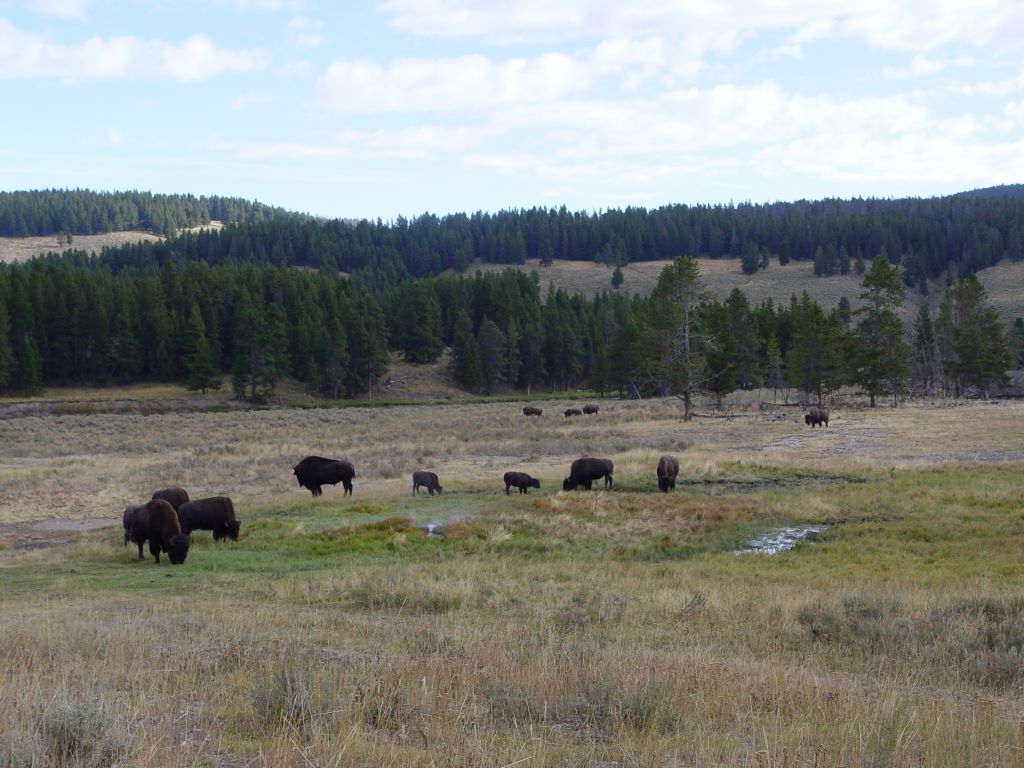 Yellowstone National Park, Wyoming, USA.
