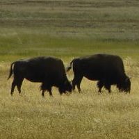 Yellowstone National Park, Wyoming, USA.