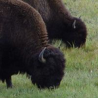 Yellowstone National Park, Wyoming, USA.